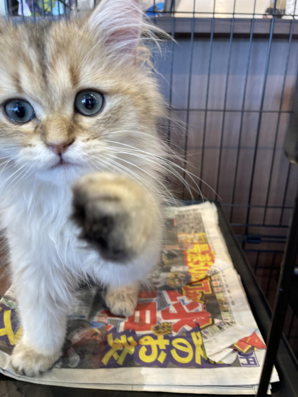 愛車無料点検のおしらせ